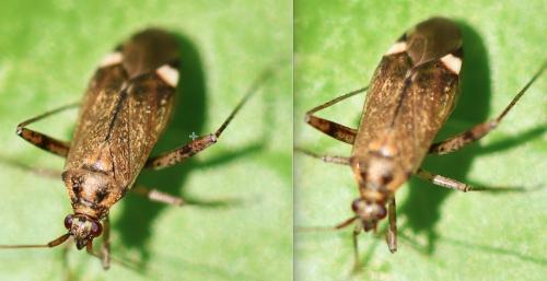 Closterotomus fulvomaculatus